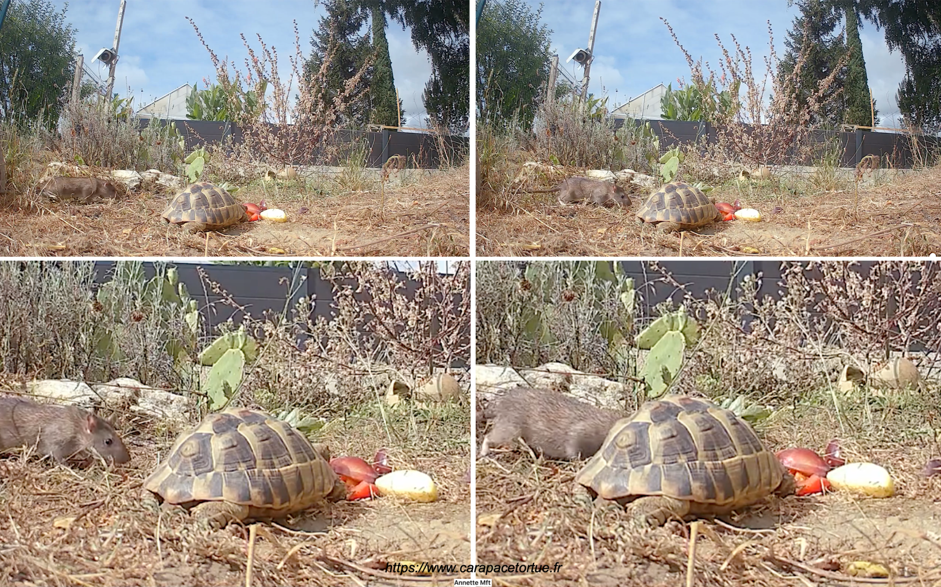 Rat vide o surveillance 1