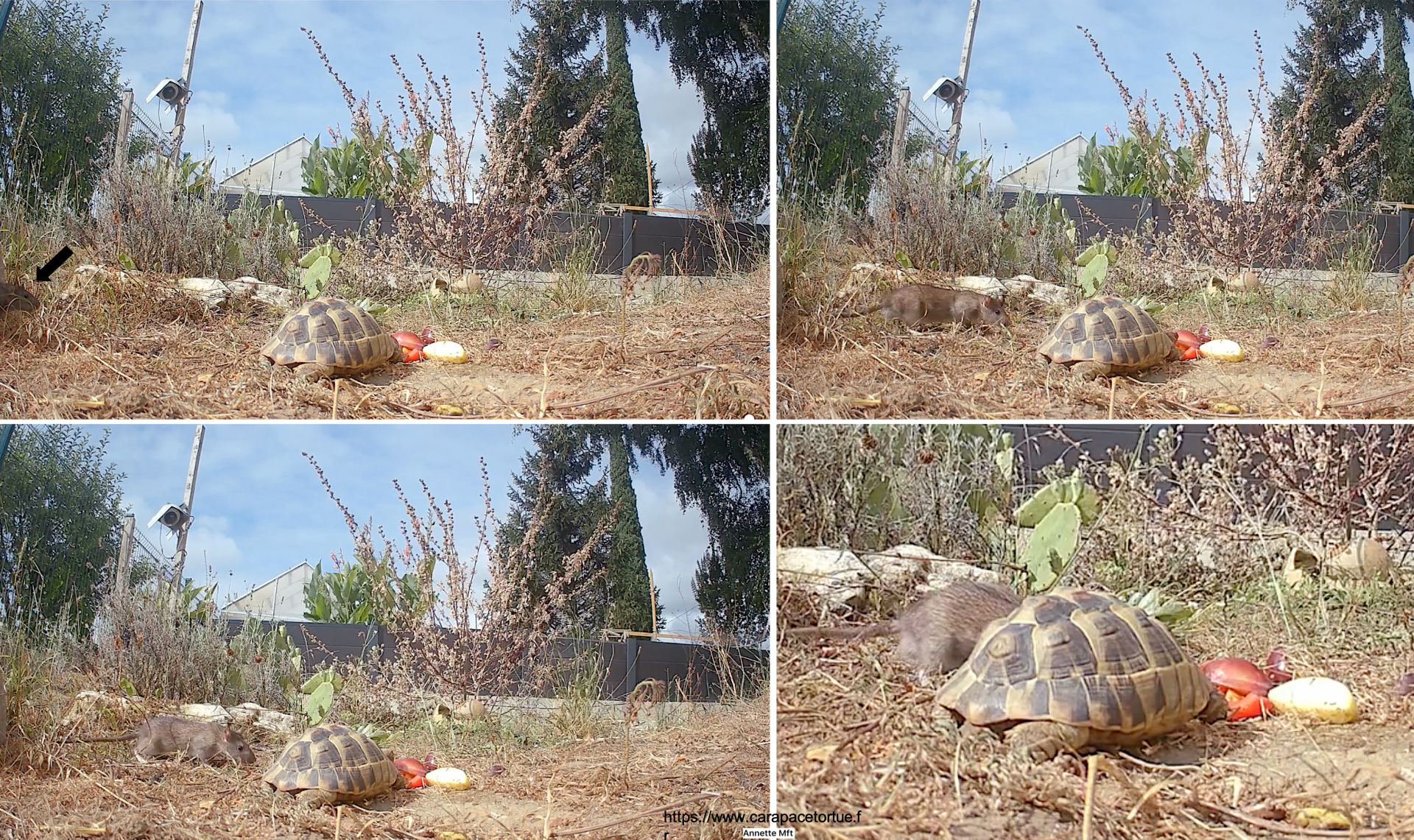 Rat vide o surveillance 2