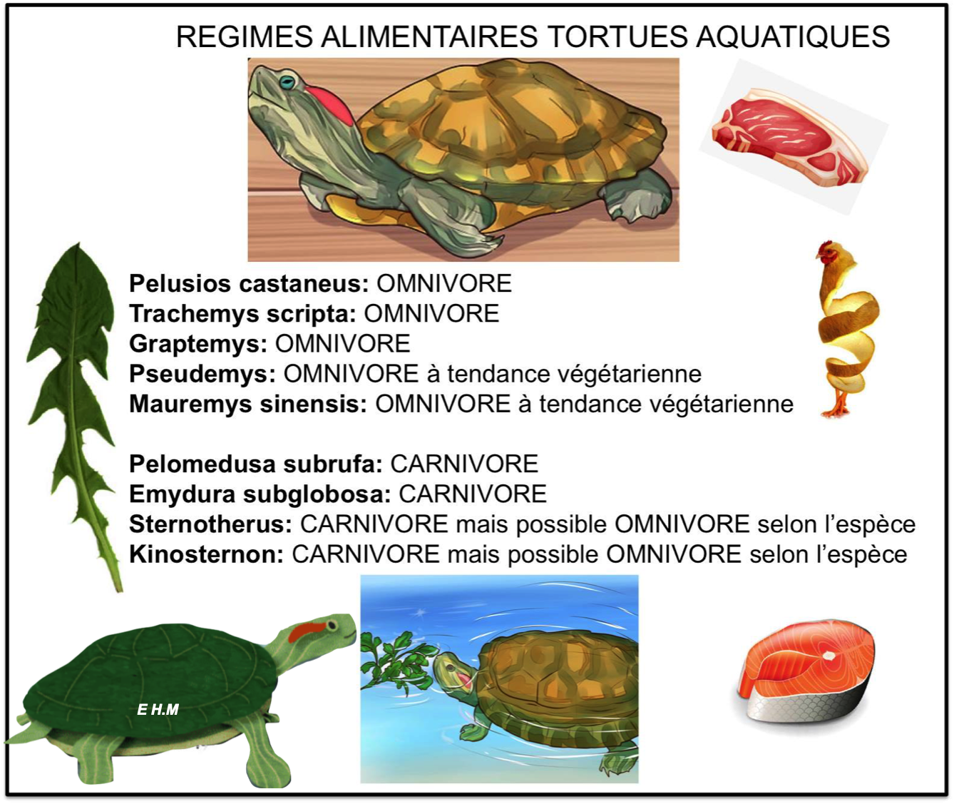 Alimentation : Tortues aquatiques et leurs régimes alimentaires