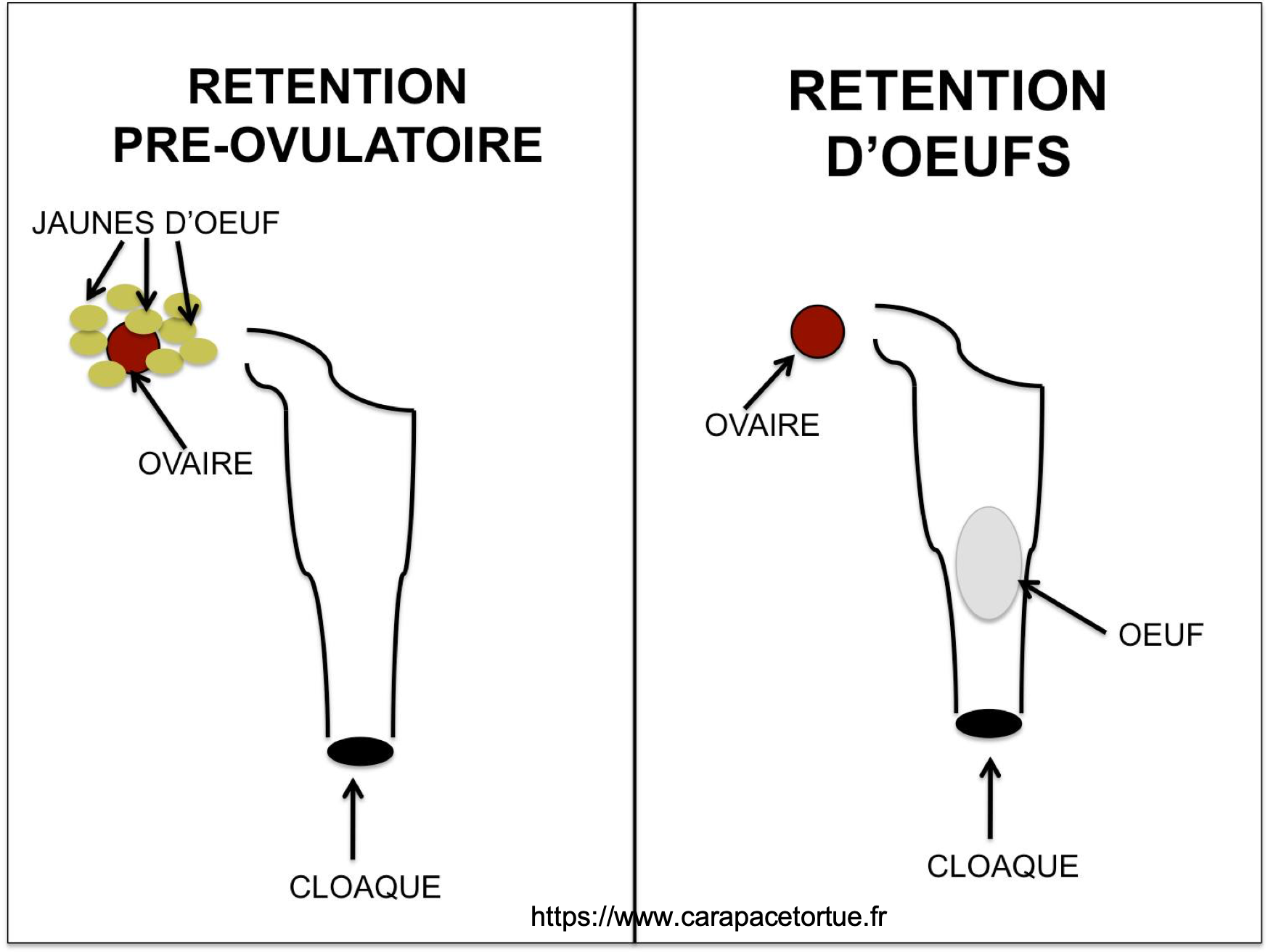 Retentions tortue