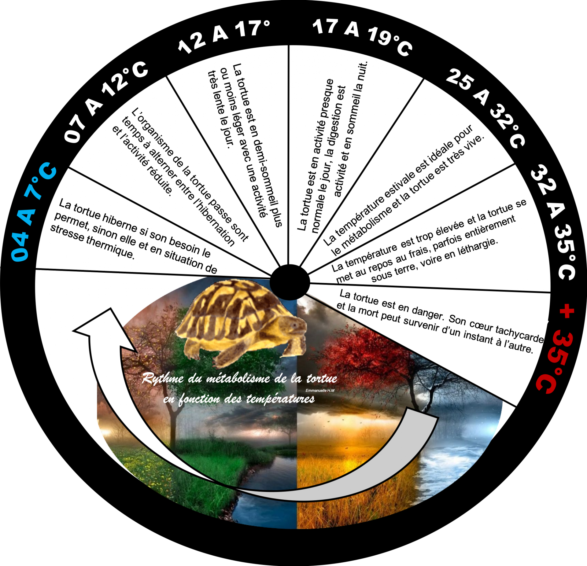 Rythme tortue metabolisme