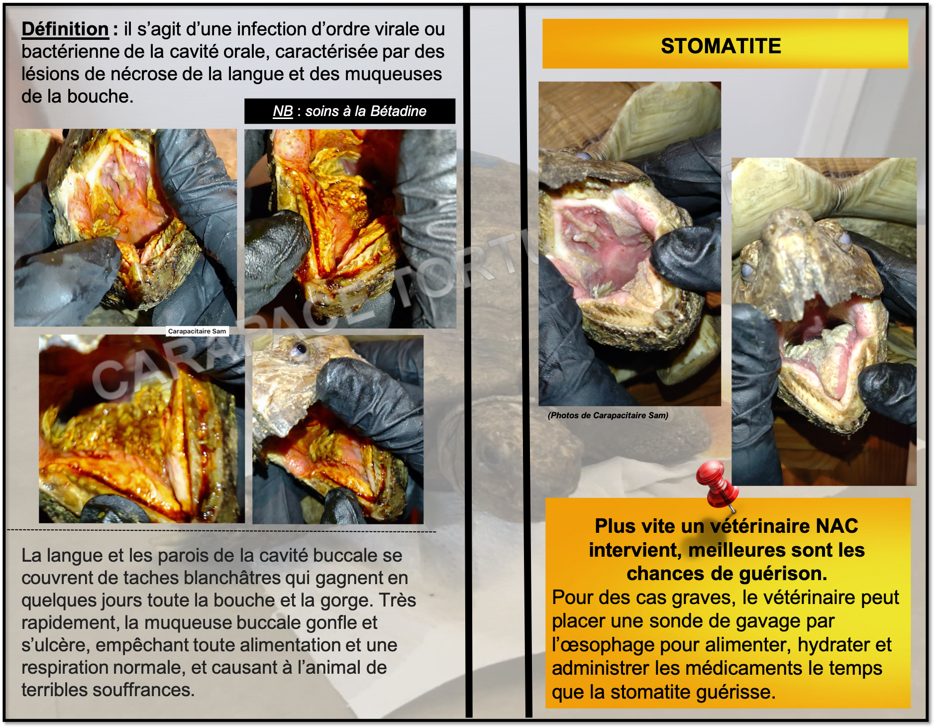 Stomatite