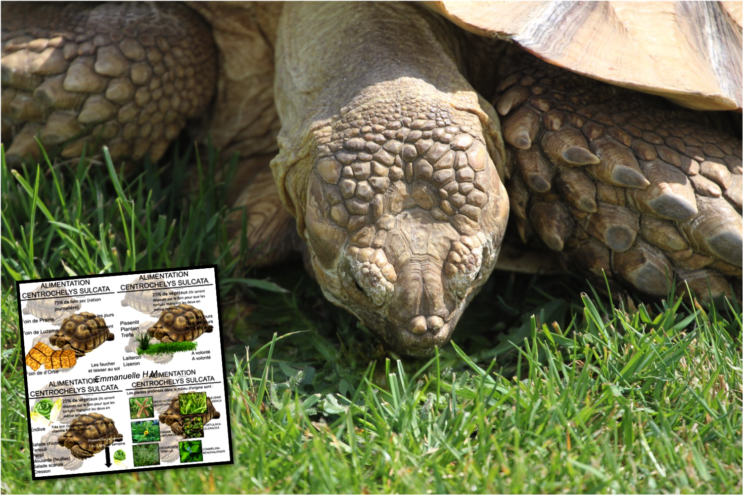 Sulcata alimentation