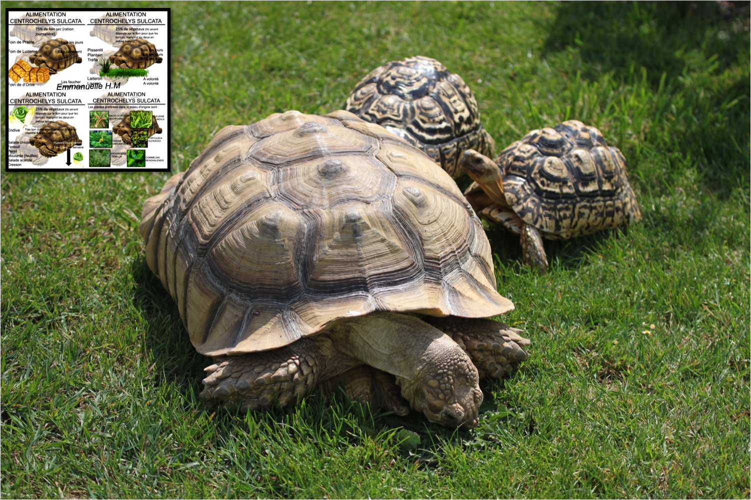 Sulcata entrochelys pardalis alimentation