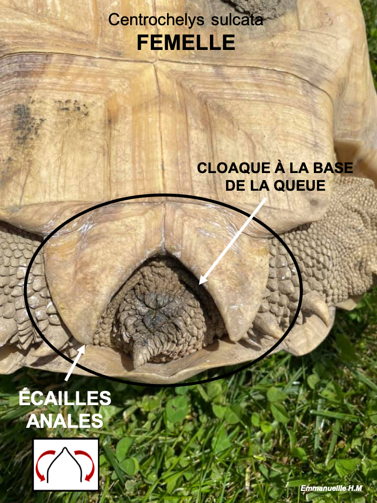 Sulcata femelle 2