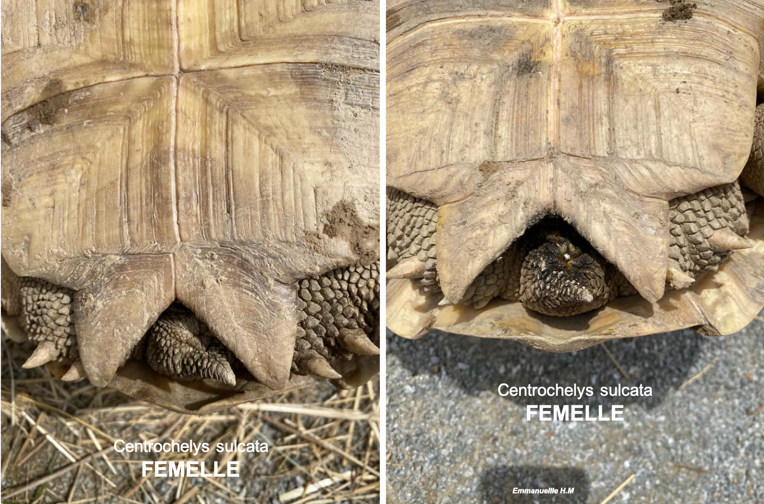 Sulcata femelle 3