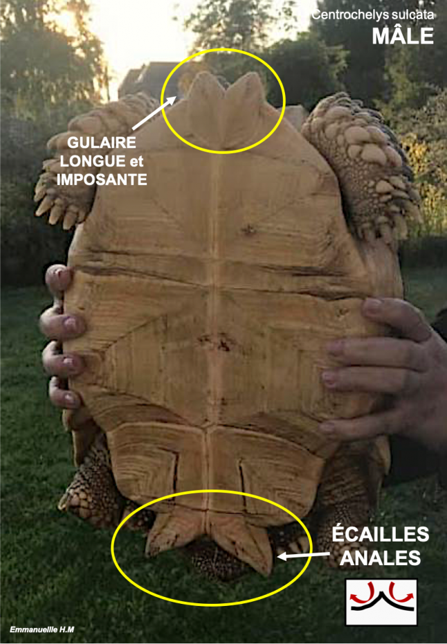 Sulcata male 3