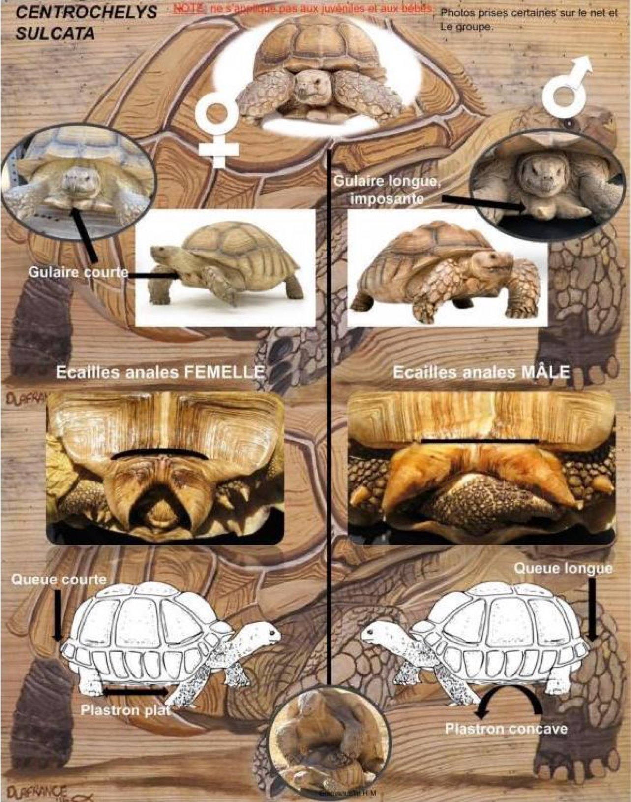 Sulcata sexe