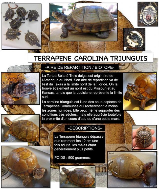 Terrapene carolina triunguis