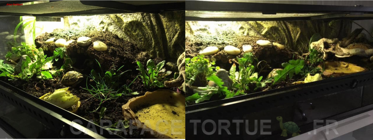 Terrarium 2