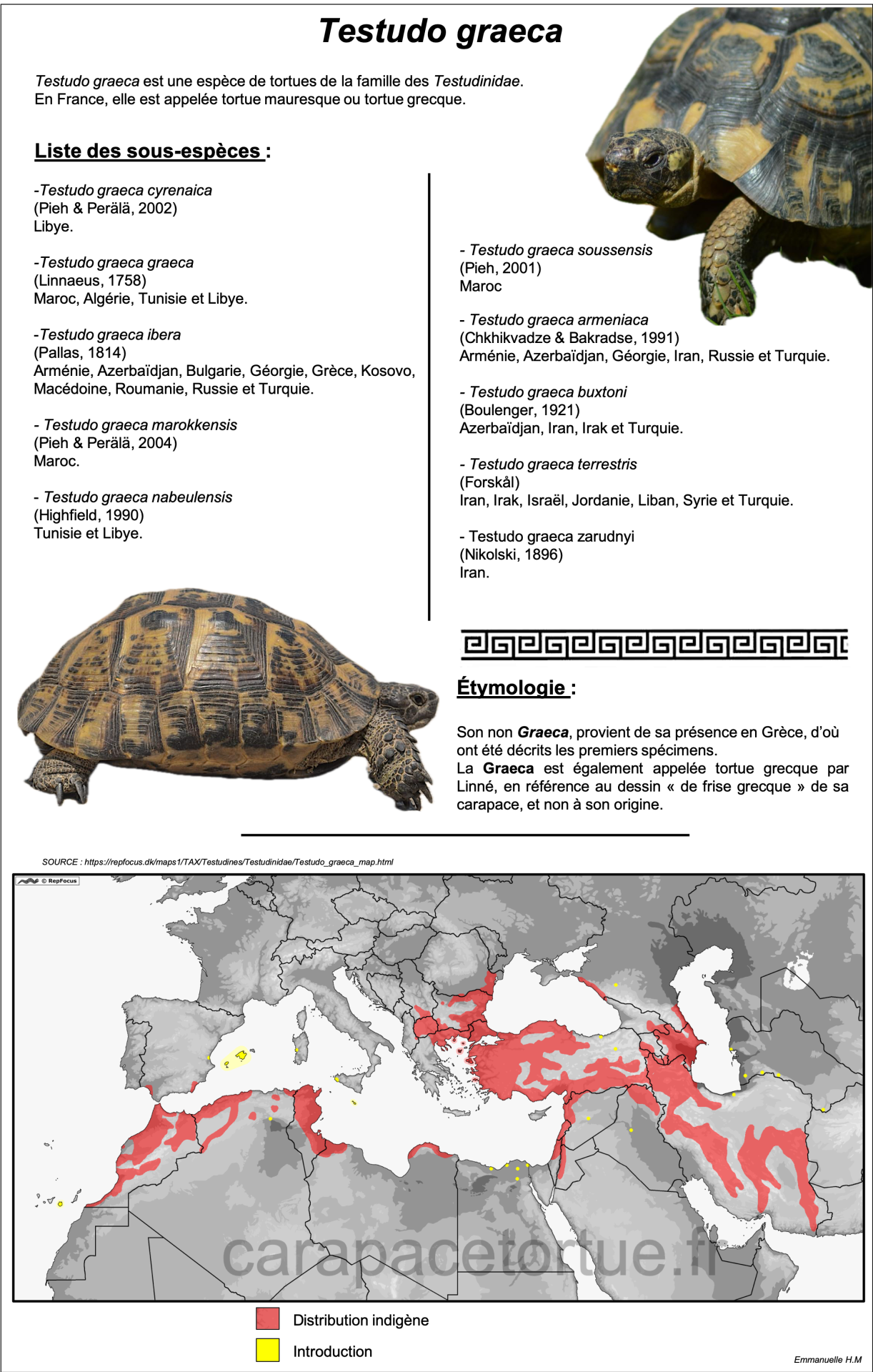 Testudo graeca