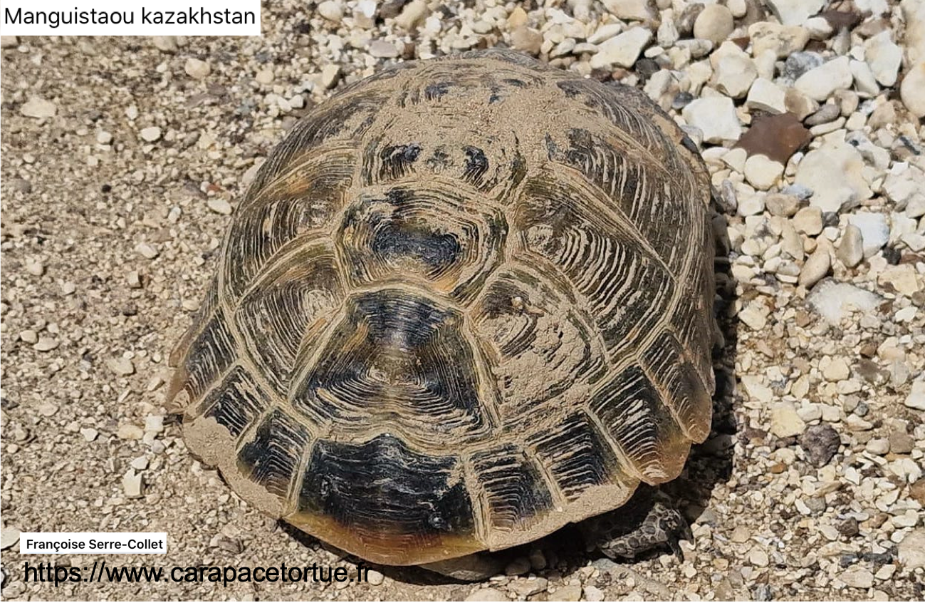 Testudo horfieldii sauvage 3