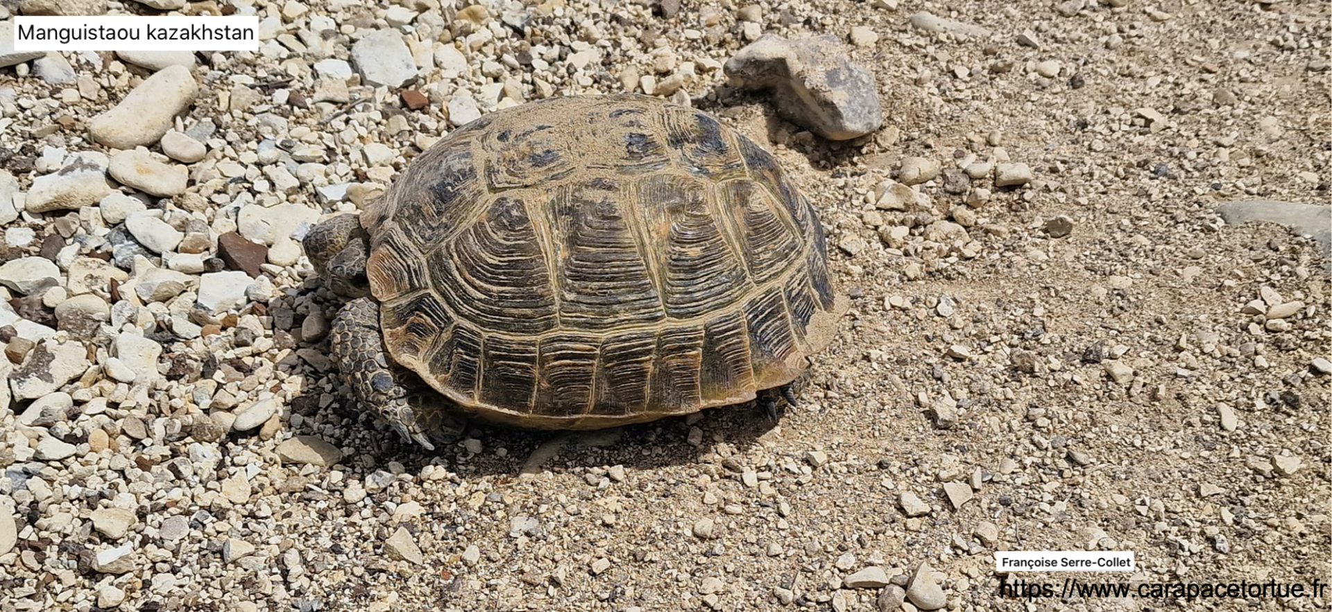 Testudo horfieldii sauvage 4