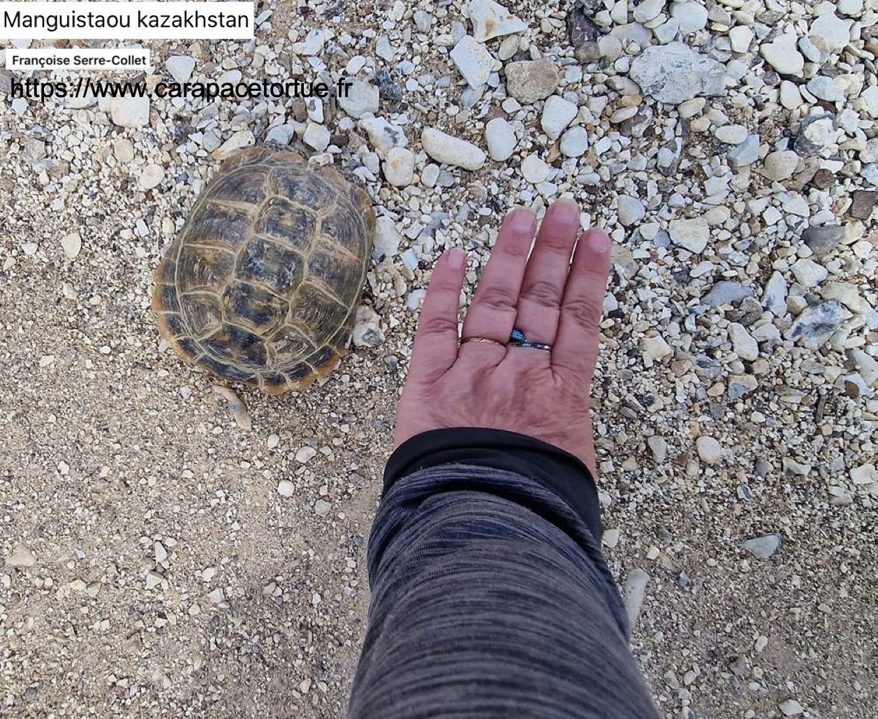 Testudo horfieldii sauvage 5
