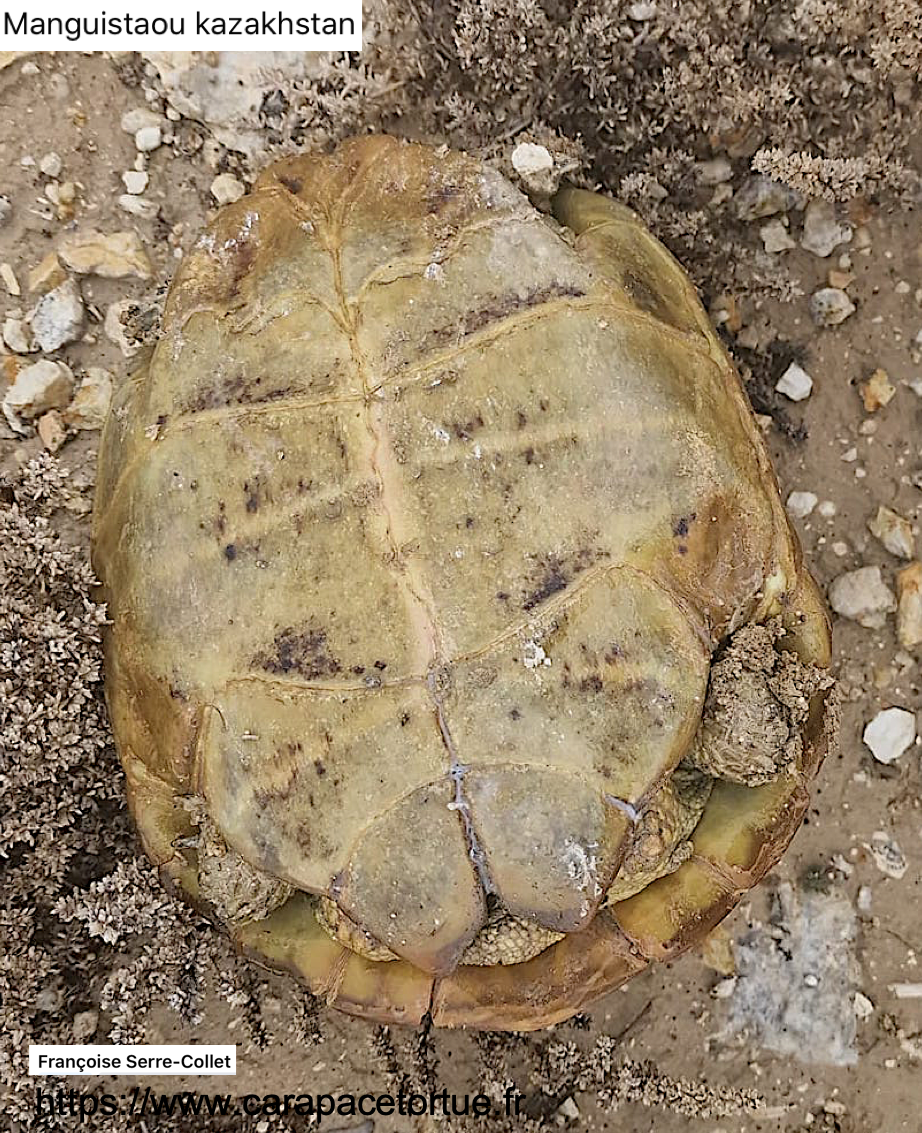 Testudo horfieldii sauvage 7