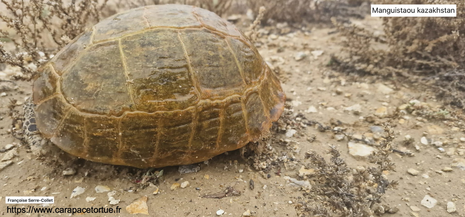 Testudo horfieldii sauvage 8