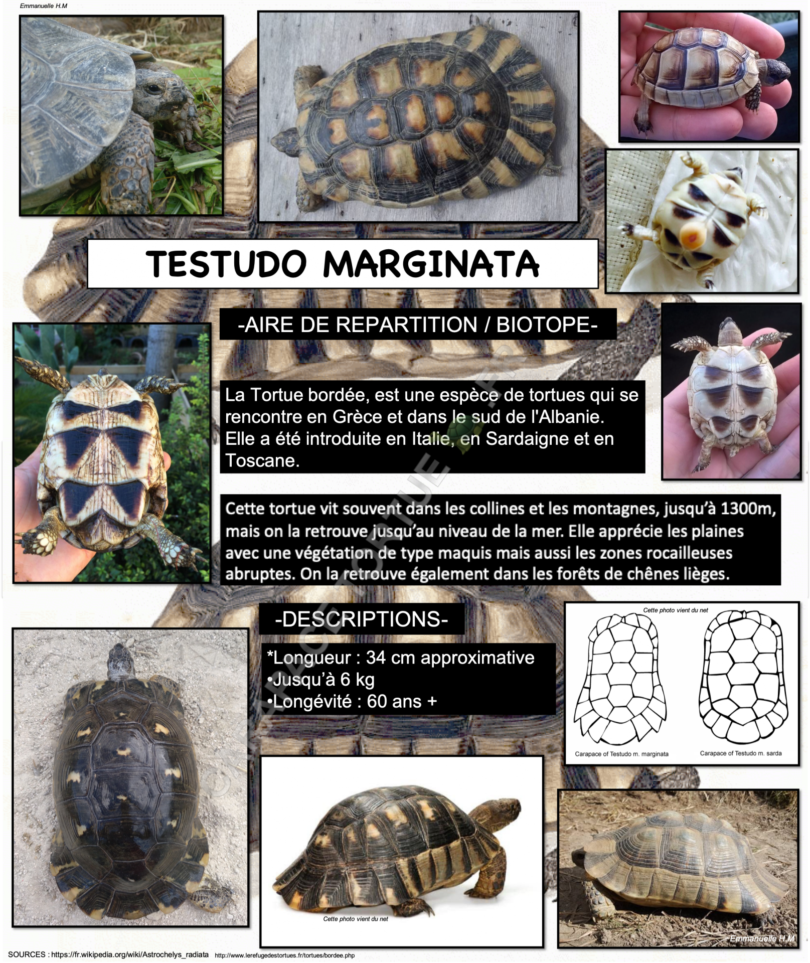 Testudo marginata 1