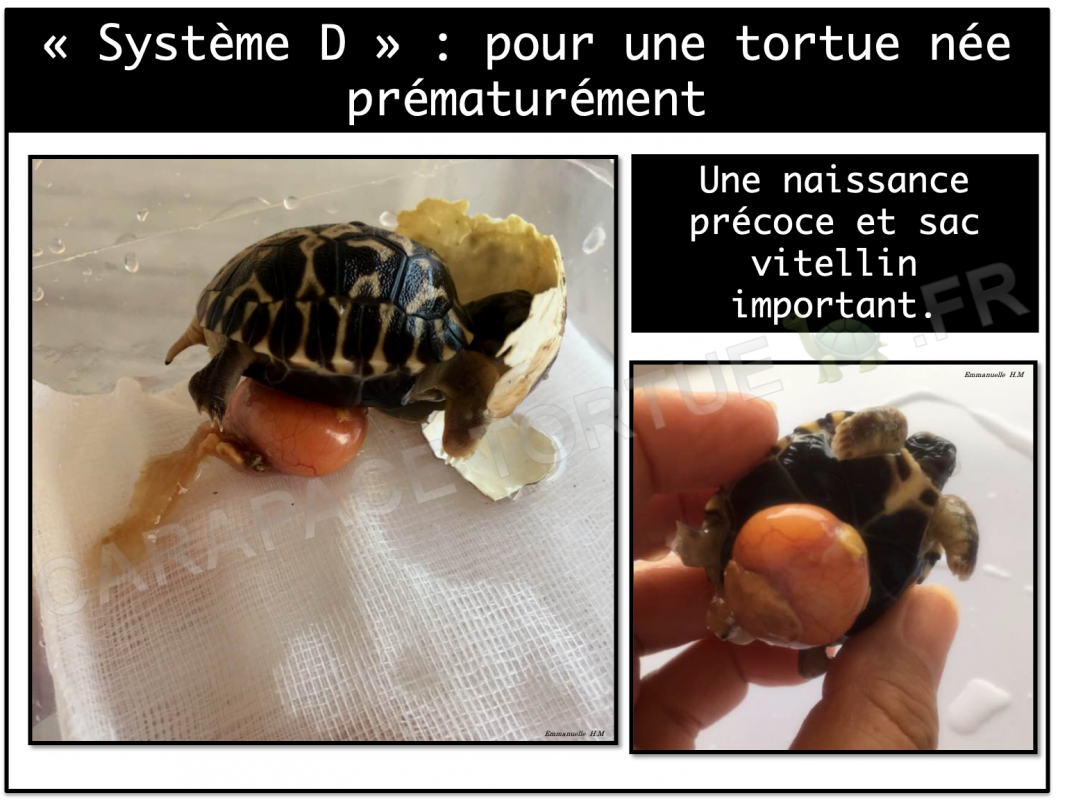 Tortue prematuree oeuf 2