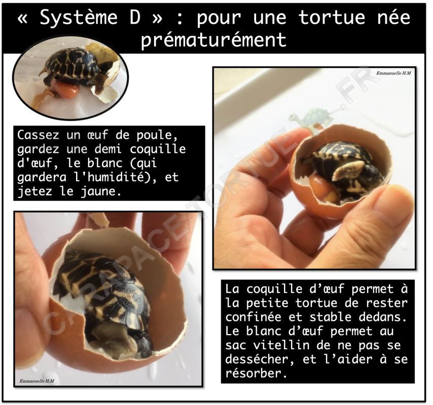 Tortue prematuree oeuf 3