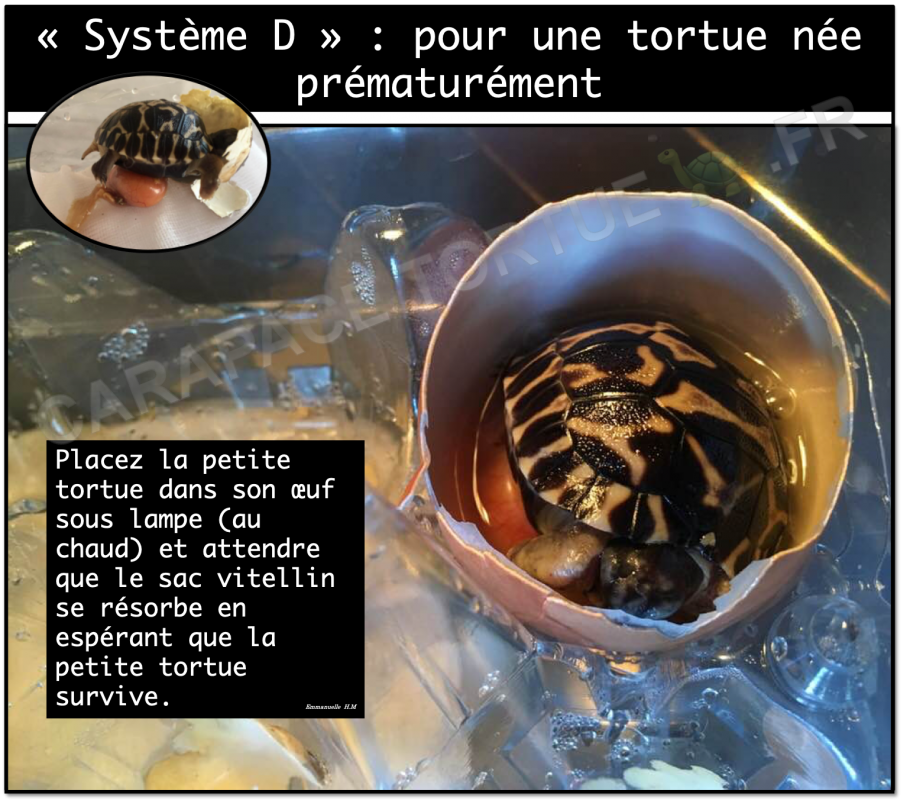 Tortue prematuree oeuf 4