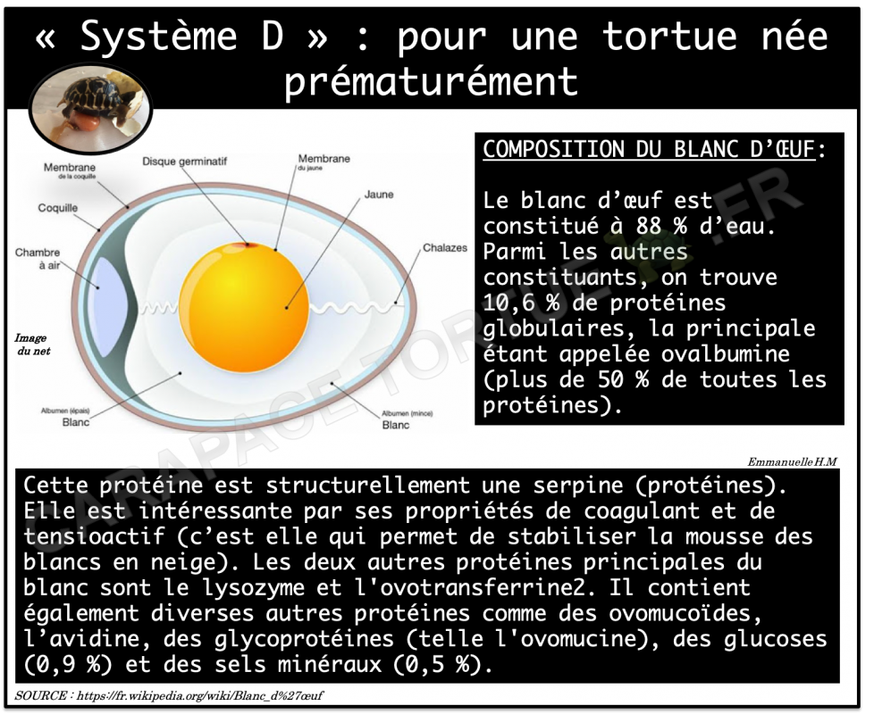 Tortue prematuree oeuf1