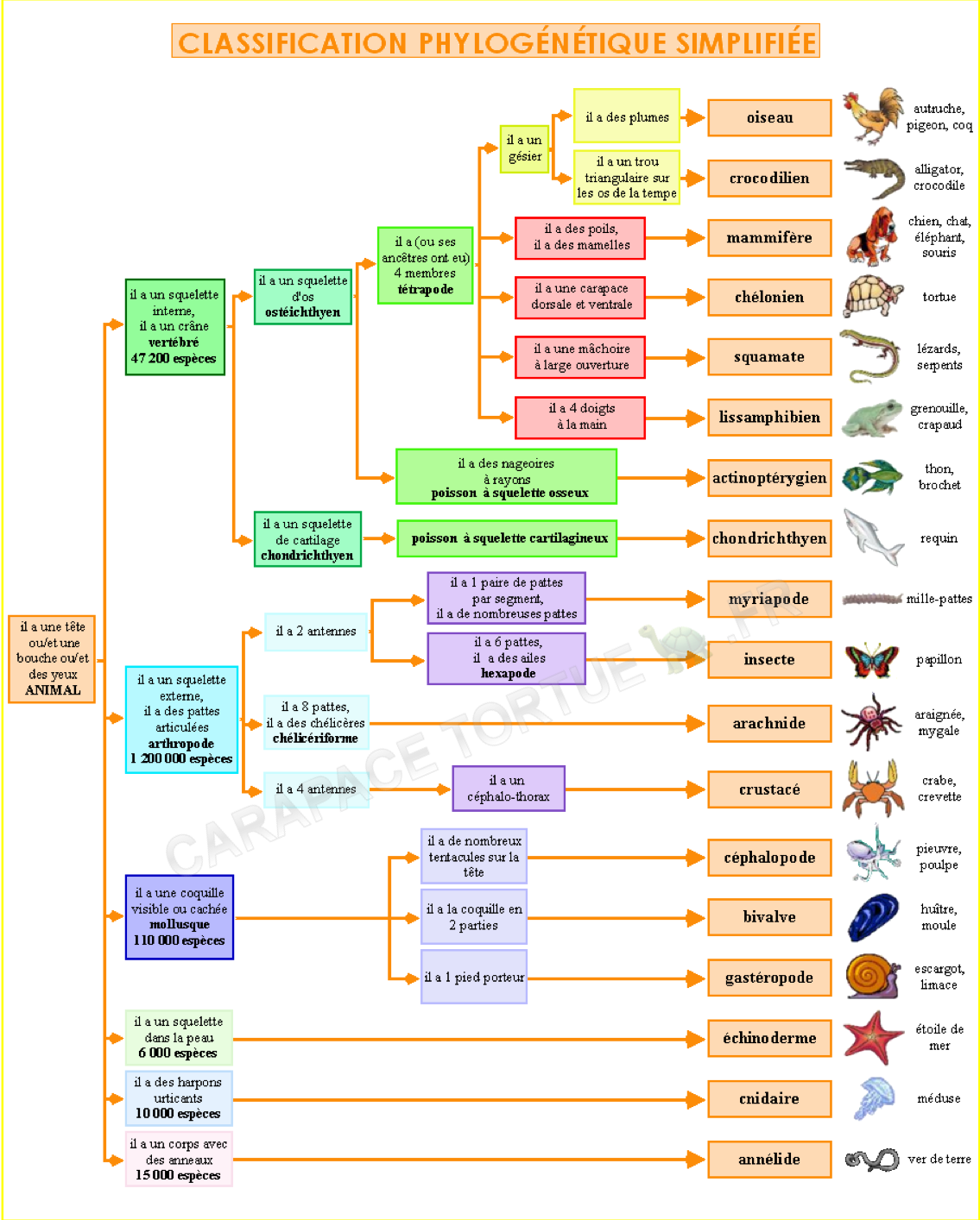 Tortues 3