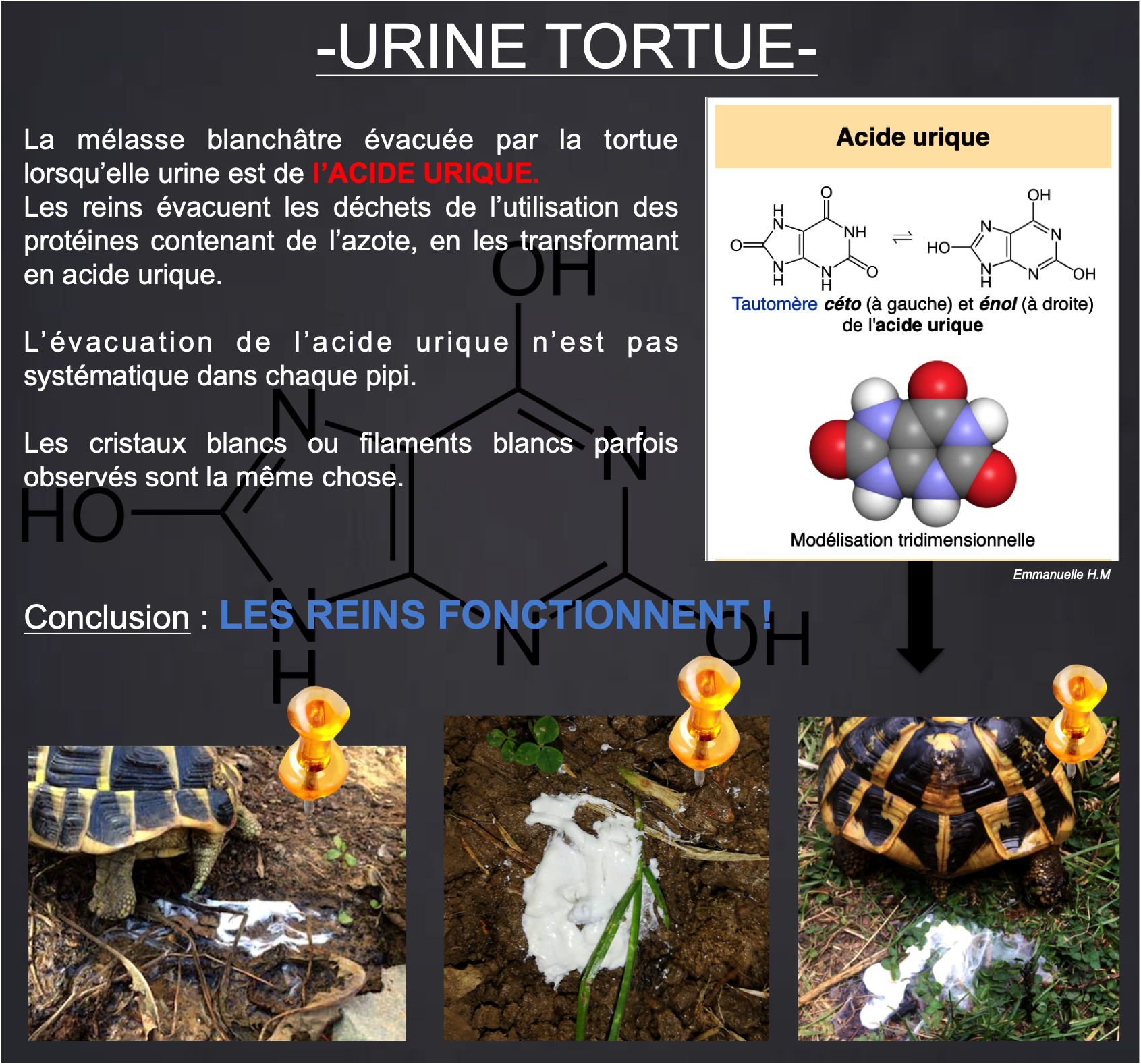 Urine tortue