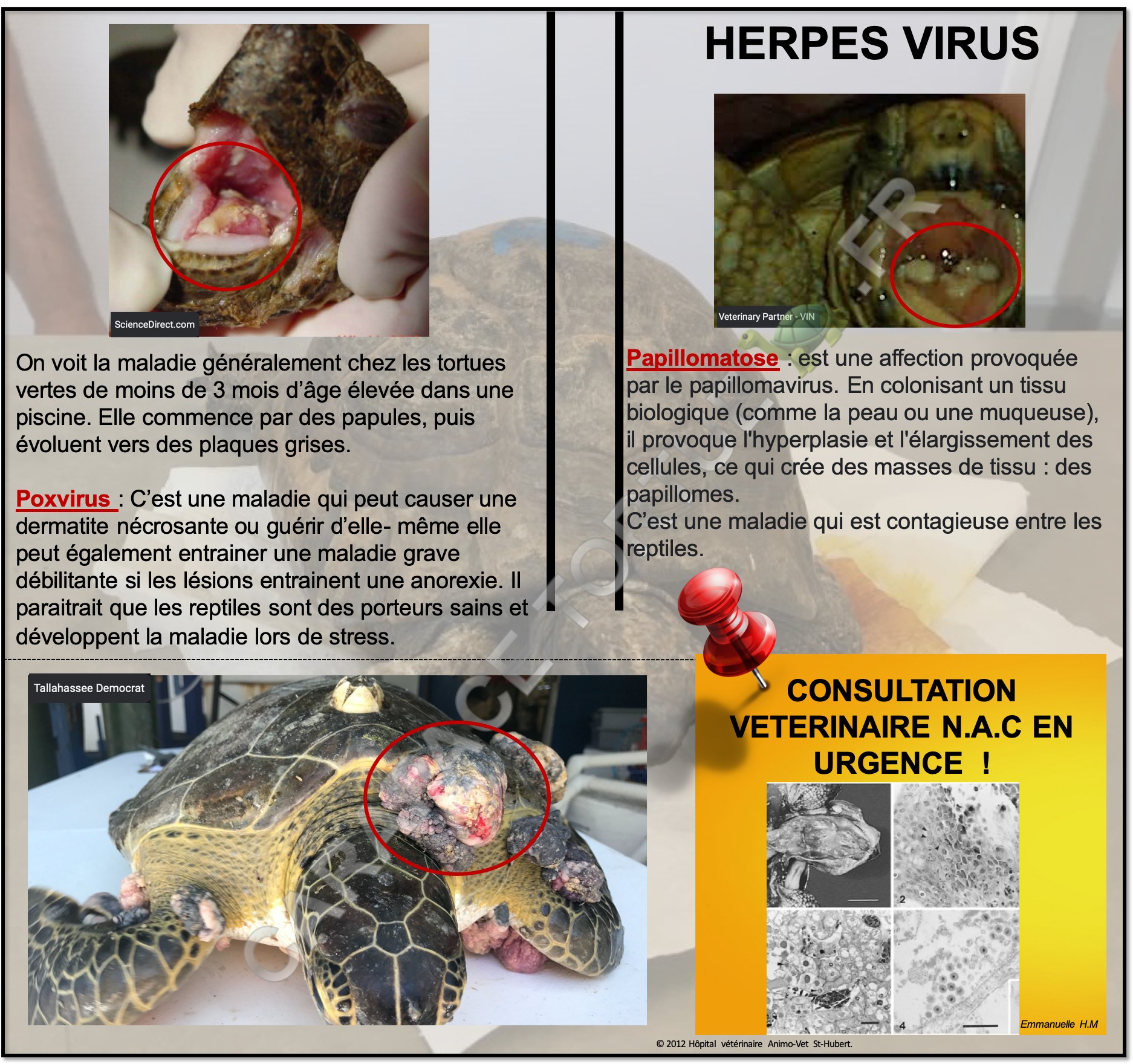 Virus herpes