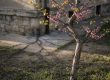 Un jeune arbre de Judée en fleurs devant un vieux bâtiment, avec des racines s'étendant sur le sol.