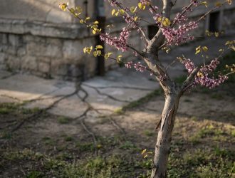 Un jeune arbre de Judée en fleurs devant un vieux bâtiment, avec des racines s'étendant sur le sol.