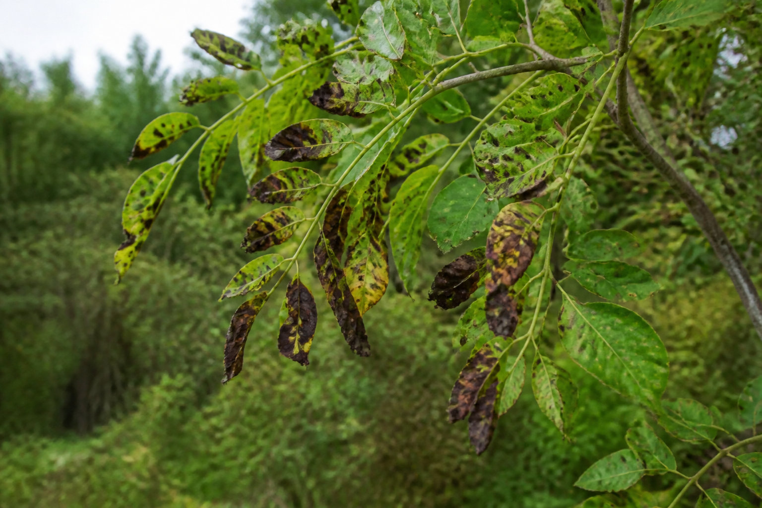 3 signes alarmants de maladies et de parasites