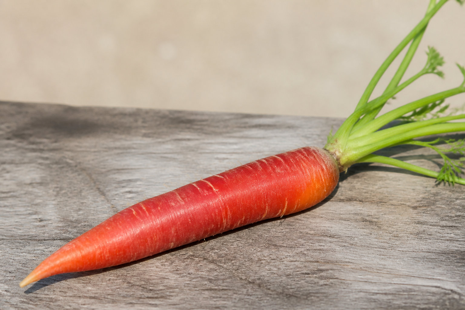 Semer des carottes d'hiver : le calendrier et les variétés
