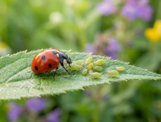 Une coccinelle rouge à points noirs en train de dévorer de petits pucerons verts sur une feuille verte.
