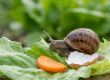 Un escargot sur une feuille de laitue avec une rondelle de carotte et un morceau de coquille d'œuf.