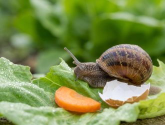Un escargot sur une feuille de laitue avec une rondelle de carotte et un morceau de coquille d'œuf.