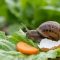 Un escargot sur une feuille de laitue avec une rondelle de carotte et un morceau de coquille d'œuf.