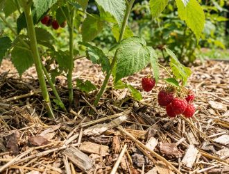 Framboisiers chargés de fruits mûrs poussant sur un sol recouvert de paillis de paille et de copeaux de bois.