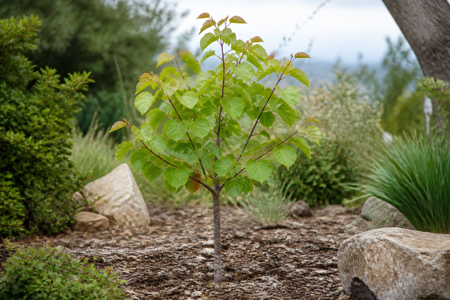 Ce qu'il faut savoir sur les inconvénients de l'arbre de Judée