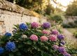 Hortensias bleus et roses en fleurs plantés le long d'un ancien mur de pierre dans un jardin ensoleillé.