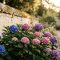 Hortensias bleus et roses en fleurs plantés le long d'un ancien mur de pierre dans un jardin ensoleillé.