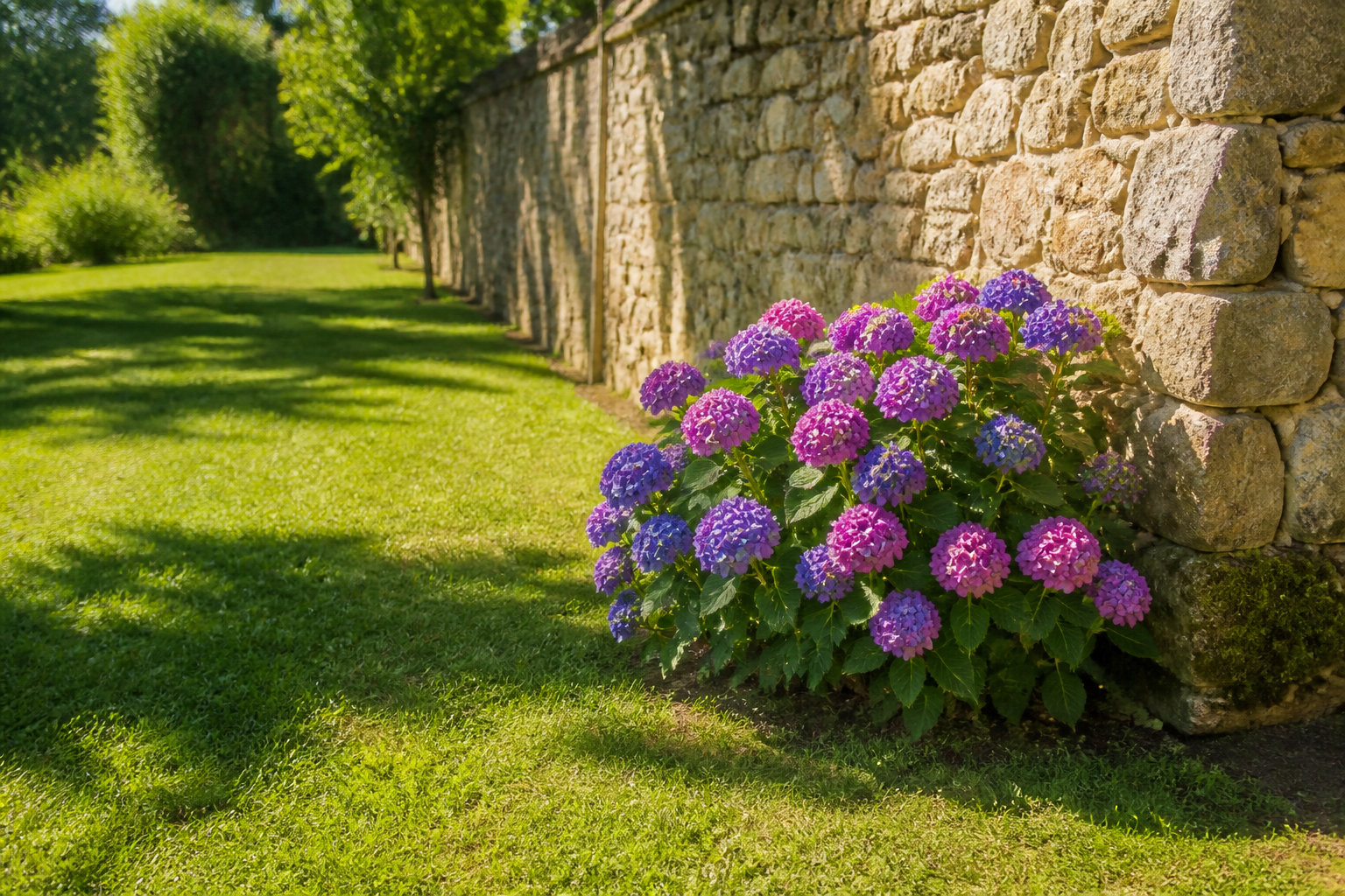 Distance plantation hortensia et règles d'écartement du mur