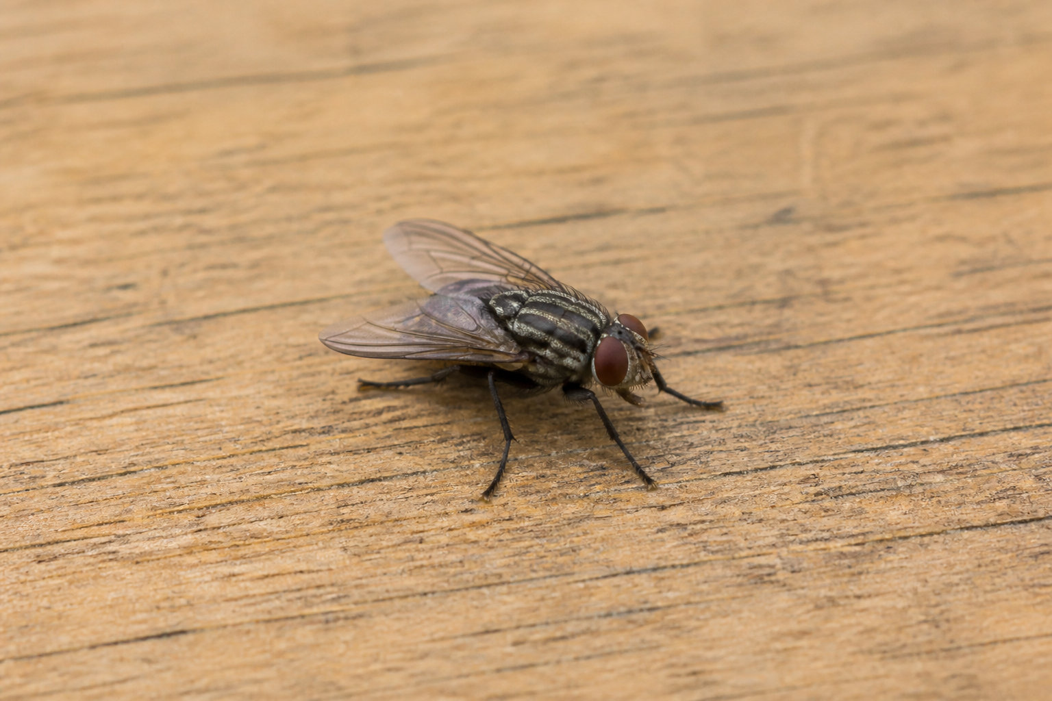 Se débarrasser des mouches en comprenant leur cycle de vie