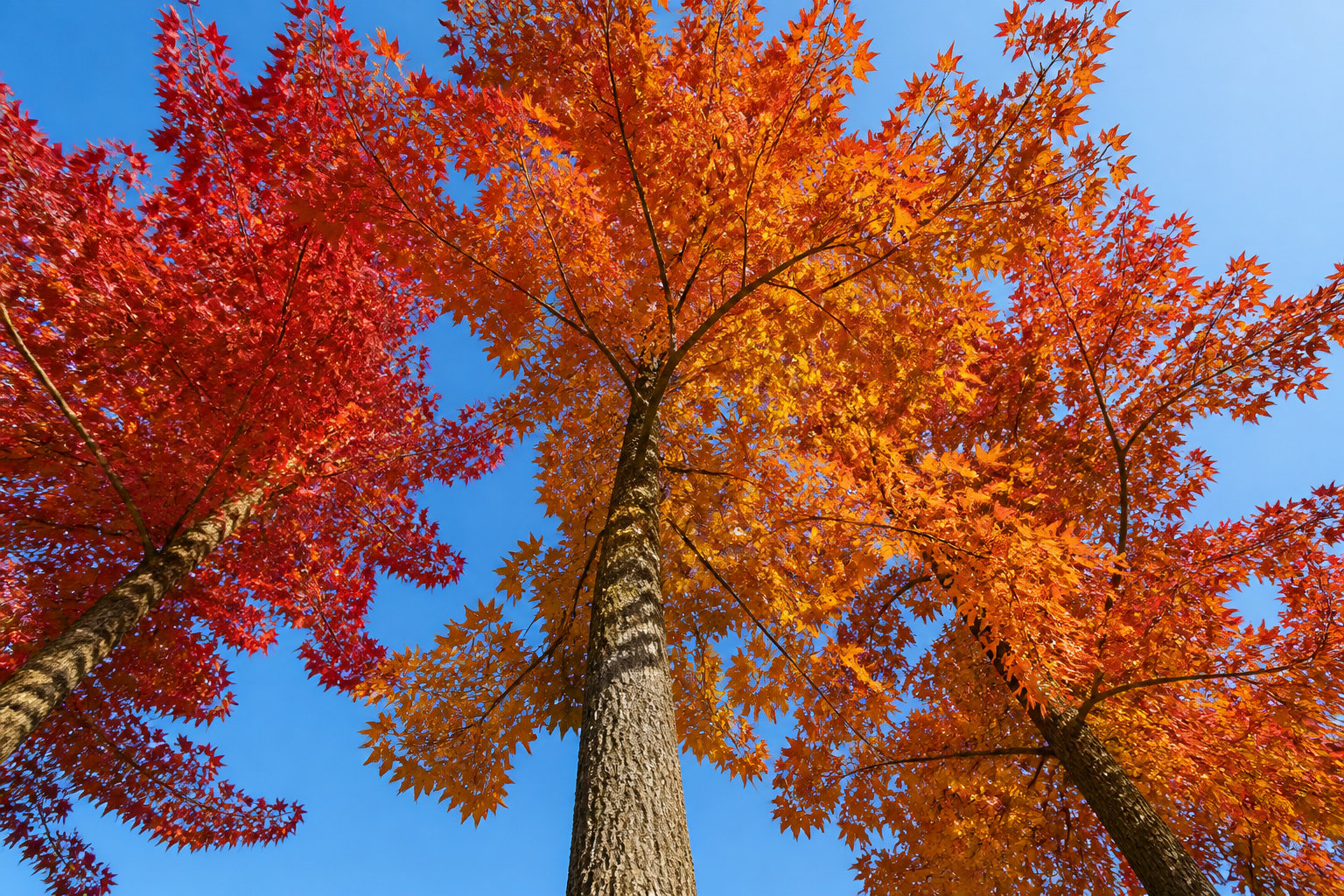 Les principaux liquidambar inconvénients au jardin