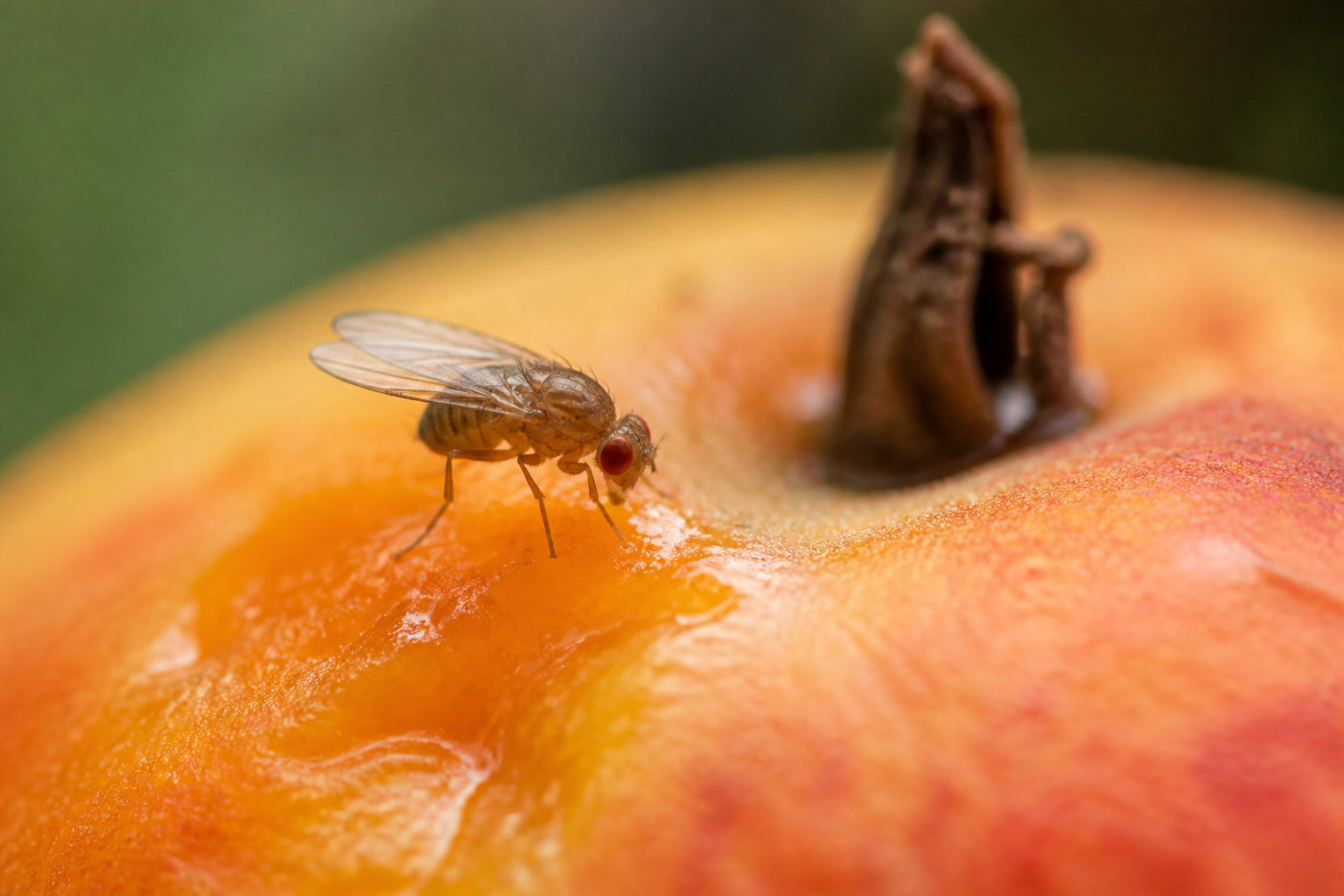 Identifier les moucherons de cuisine pour mieux les combattre