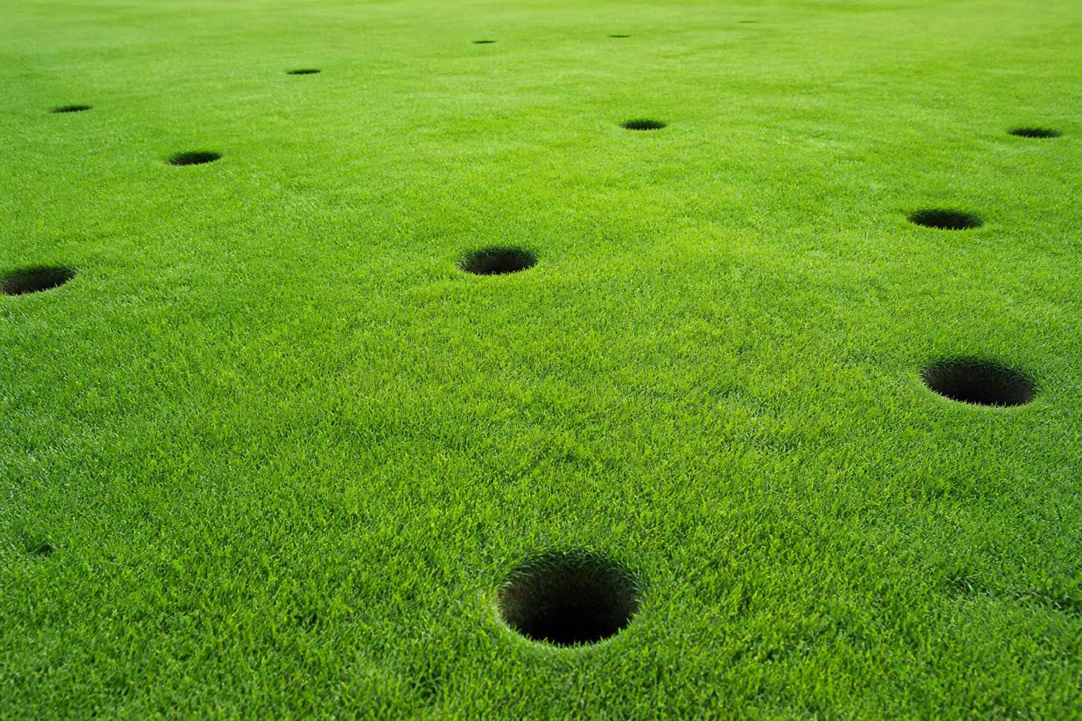 Comment protéger son jardin des dégâts de blaireaux ?