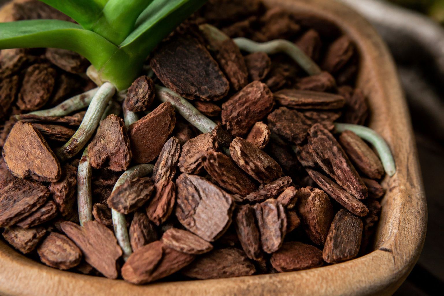 Substrat et nutriments pour une plante vigoureuse