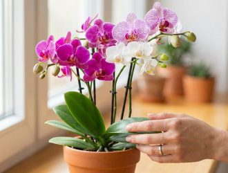 Une main prend soin d'une orchidée bicolore en pot près d'une fenêtre lumineuse.