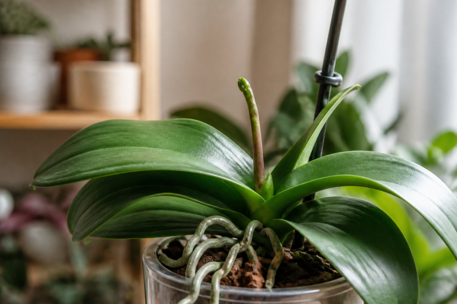 Pourquoi votre orchidée refuse de refleurir