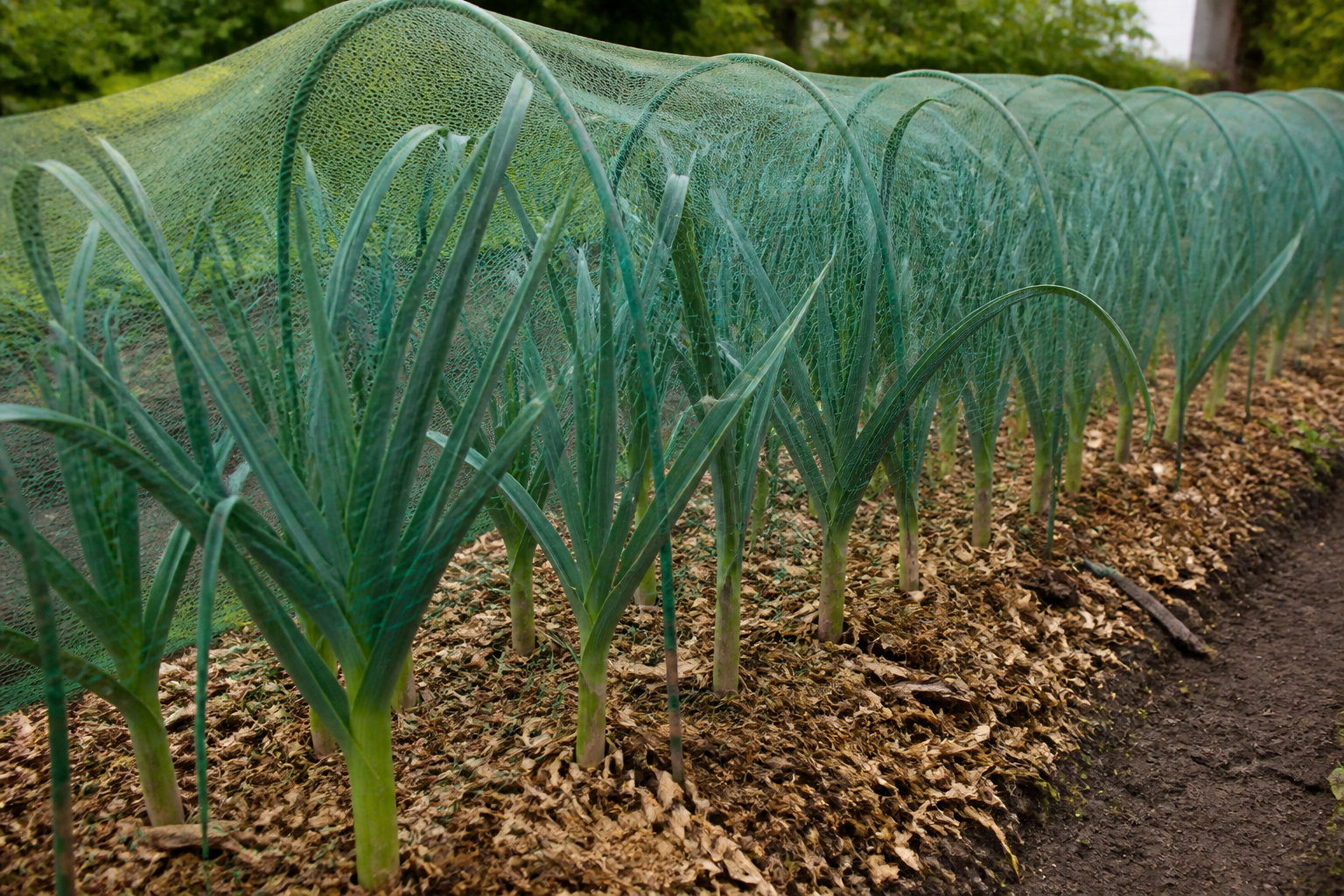 3 soins indispensables après la plantation au potager
