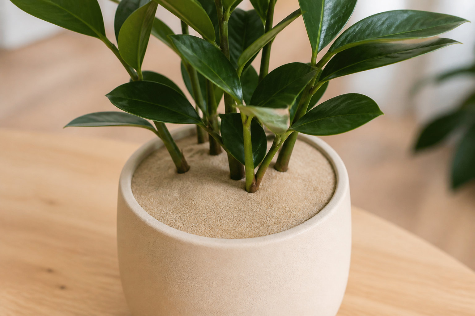 Solutions pour les plantes d'intérieur et les cas graves